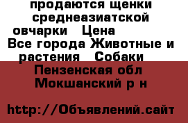 продаются щенки среднеазиатской овчарки › Цена ­ 30 000 - Все города Животные и растения » Собаки   . Пензенская обл.,Мокшанский р-н